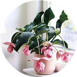 u=2013657557,2448917296&amp;fm=26&amp;fmt=auto.webp.jpg